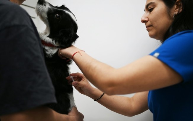 Chile começa a aplicar vacina que esteriliza cães temporariamente